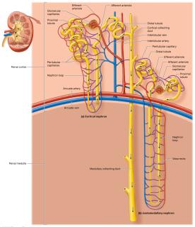 Cortical and juxtamedullary nephrons