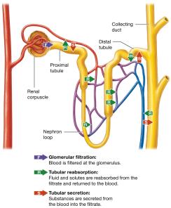 Three physiological processes carried out by the kidneys