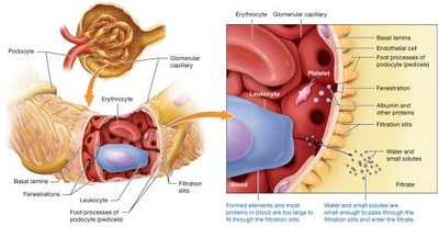 Filtration and the filtration membrane