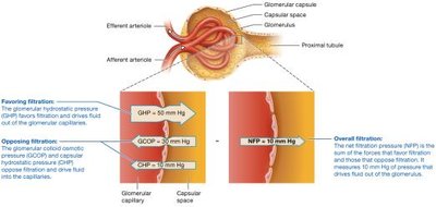 Net filtration pressure in the glomerular capillaries