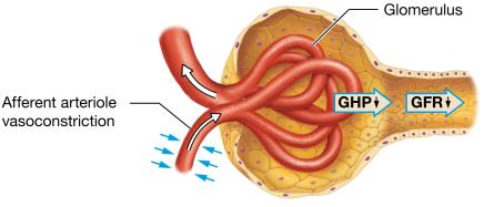 Afferent arteriole vasoconstriction decreases GFR