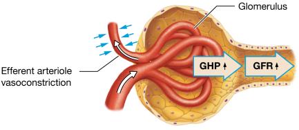 Efferent arteriole vasoconstriction increases GFR