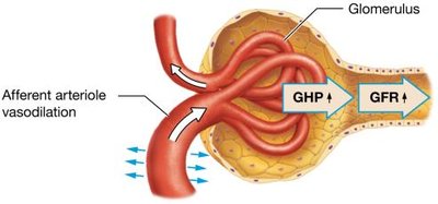 Afferent arteriole vasodilation increases GFR