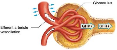 Efferent arteriole vasodilation decreases GFR