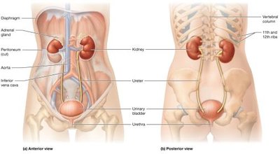 Organs of the urinary system in a female, anterior and posterior views