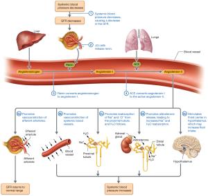The renin-angiotensin-aldosterone system