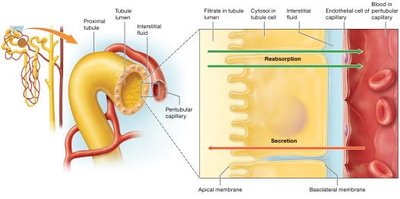 Barriers to tubular reabsorption and secretion