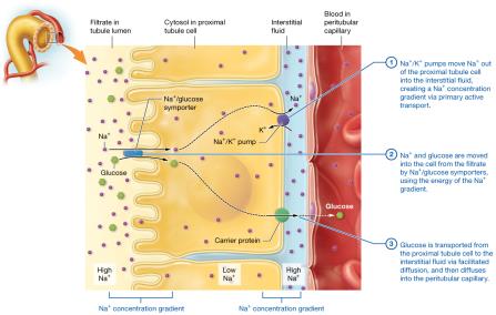 Glucose reabsorption in the proximal tubule