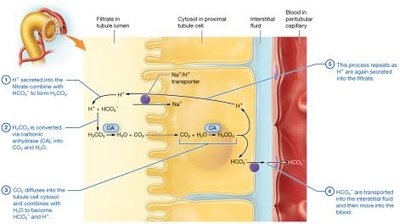 Bicarbonate ion reabsorption in the proximal tubule