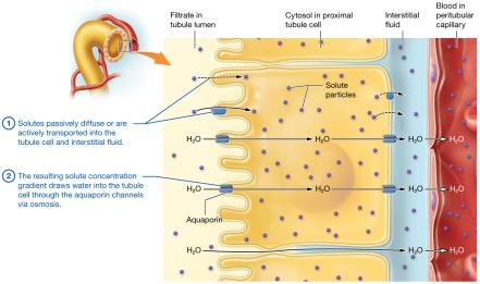 Obligatory water reabsorption in the proximal tubule
