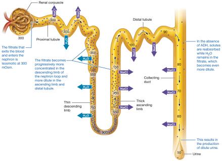 Formation of dilute urine