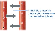 Countercurrent exchange between two vessels