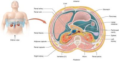 Position and external structure of the kidneys, transverse section