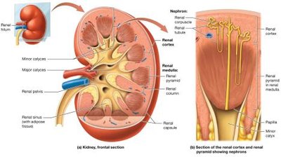 Internal anatomy of the kidney, including the nephron