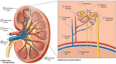 Blood flow through the kidney and nephron