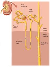 Generalized nephron and collecting system