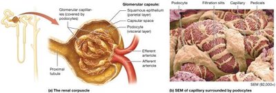 The renal corpuscle and podocytes