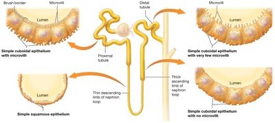 Structural characteristics of the renal tubule