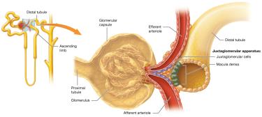 The juxtaglomerular apparatus