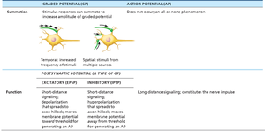 Table comparing graded potential and action potential, summation types, and EPSP/IPSP functions