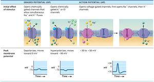 Table comparing graded potential and action potential, initial effect, peak membrane potential, and function