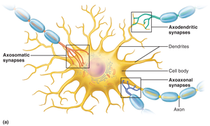 Diagram of synapse types: axodendritic, axosomatic, axoaxonal