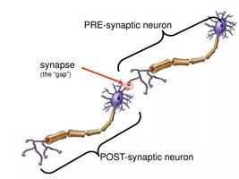 Presynaptic and postsynaptic neuron with synapse gap