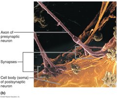 Microscopic image of axon and synapse on cell body