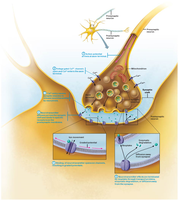 Chemical synapse structure and neurotransmitter release