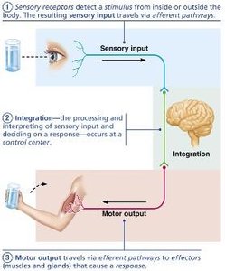 Diagram of sensory input, integration, and motor output