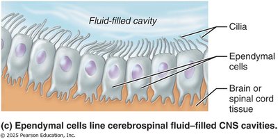 Ependymal cell structure and function
