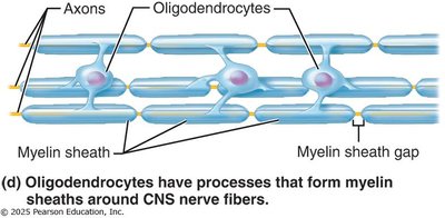 Oligodendrocyte structure and function