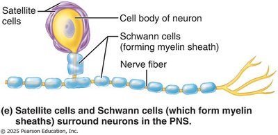 Satellite and Schwann cells in the PNS