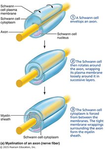 Myelination of an axon by Schwann cells