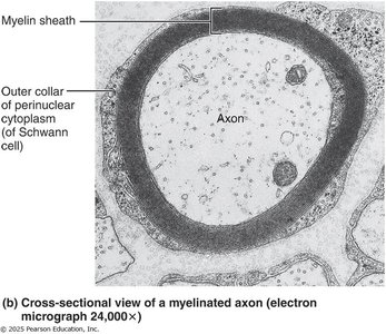 Cross-section of a myelinated axon