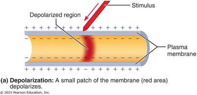 Depolarization of a membrane patch