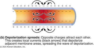 Spread of depolarization in graded potentials