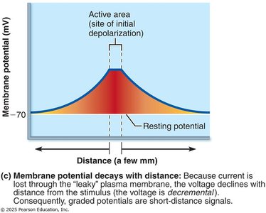 Decay of membrane potential with distance