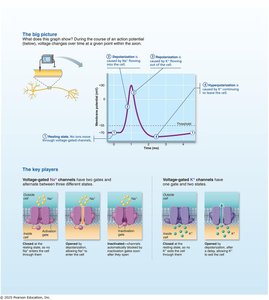 Action potential graph and ion channel states