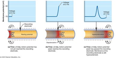 Action potential propagation and membrane potential changes