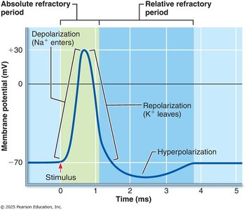 Graph showing absolute and relative refractory periods