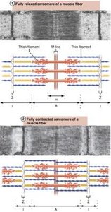 Sarcomere structure: relaxed and contracted