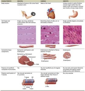 Comparison of skeletal, cardiac, and smooth muscle