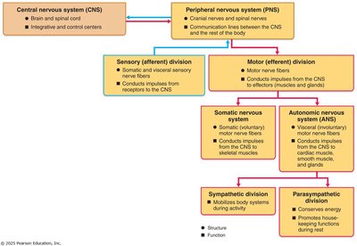 Flowchart of CNS and PNS divisions