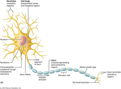 Structure of a typical neuron
