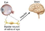 Bipolar neuron in the retina transmitting visual input