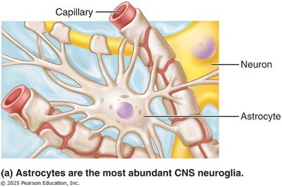 Astrocyte structure and function