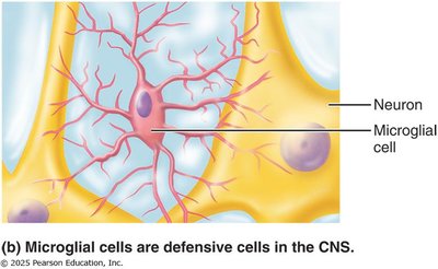 Microglial cell structure and function
