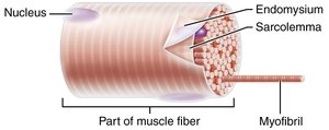 Endomysium, sarcolemma, myofibril