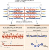 Ca2+ binding to troponin